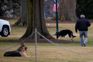 President Biden’s Dogs Are Republican, Get Kicked Out of White House After Incident