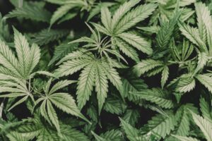 HBCUs Want Legalized Marijuana to Benefit More Black People