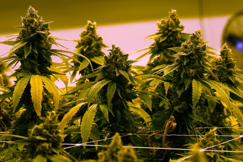 The House Votes to Legalize Weed