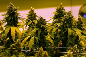 The House Votes to Legalize Weed