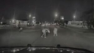 Why is this Houston Cop Who Fatally Ran Over a Black Woman Back on the Payroll?
