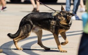 K9 Program Suspended in Salt Lake City After Dog Bites Black Man Who Was Complying With Police